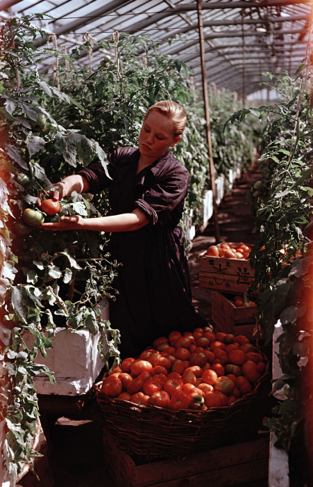 Inthesuburbanfarm