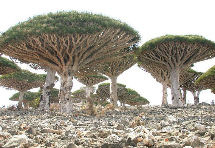 Socotra-22-1