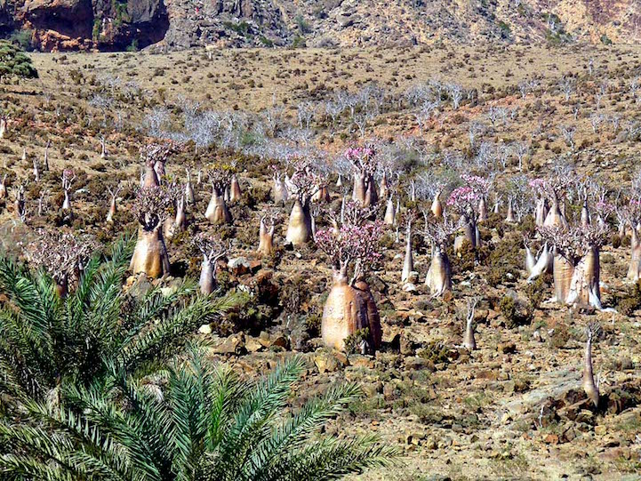 Socotra-22-16