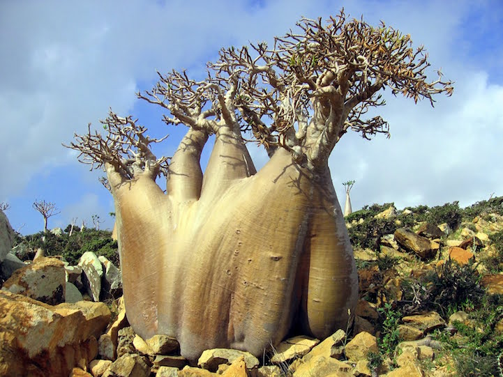 Socotra-22-18