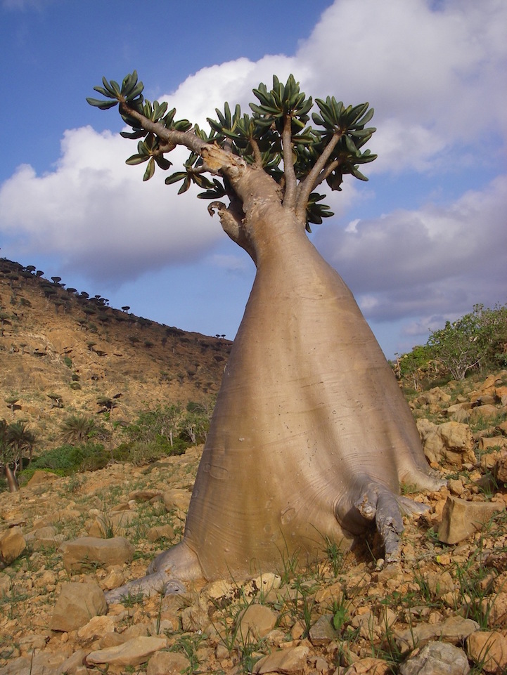 Socotra-22-2