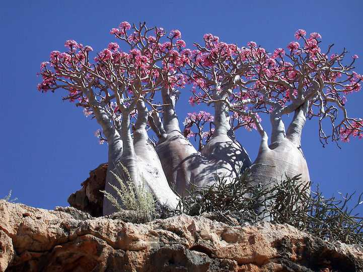Socotra-22-3