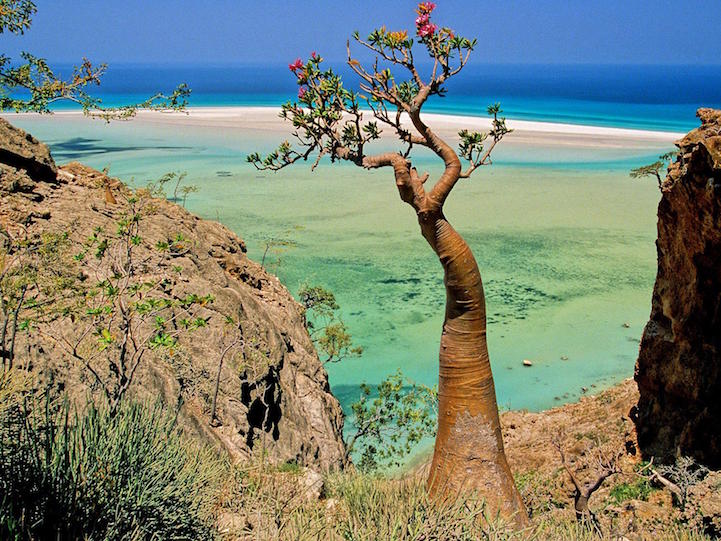 Socotra-22-4