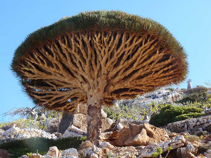Socotra-22-5