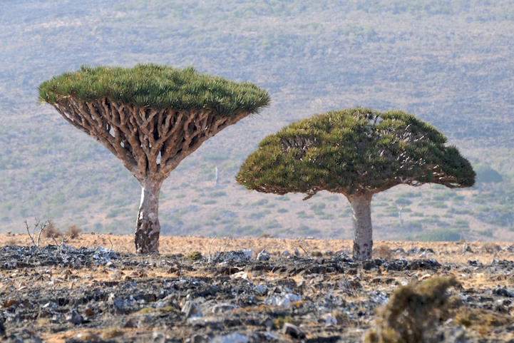 Socotra-22-6