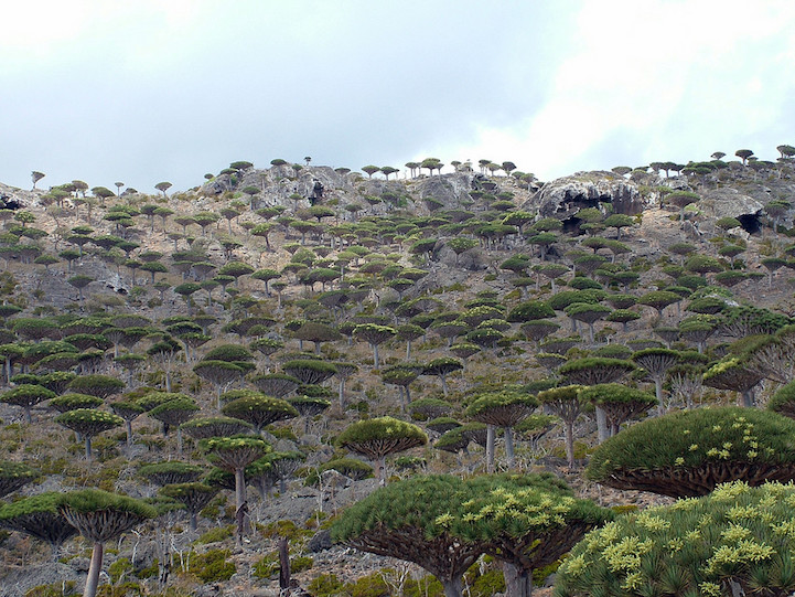 Socotra-22-7