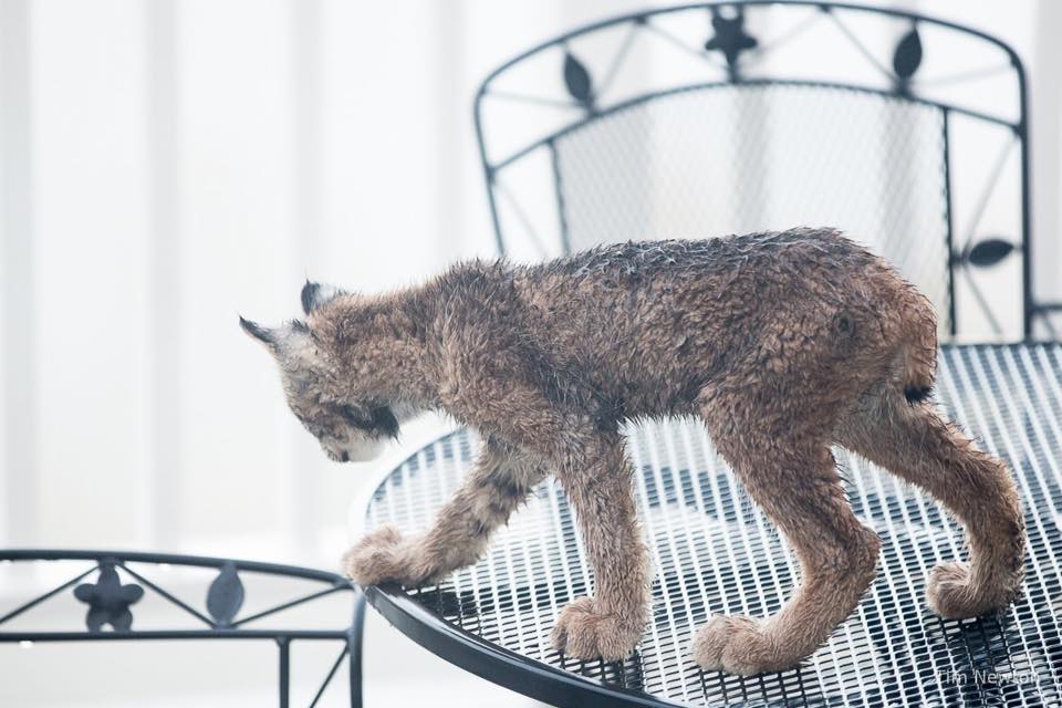 Lynx_5