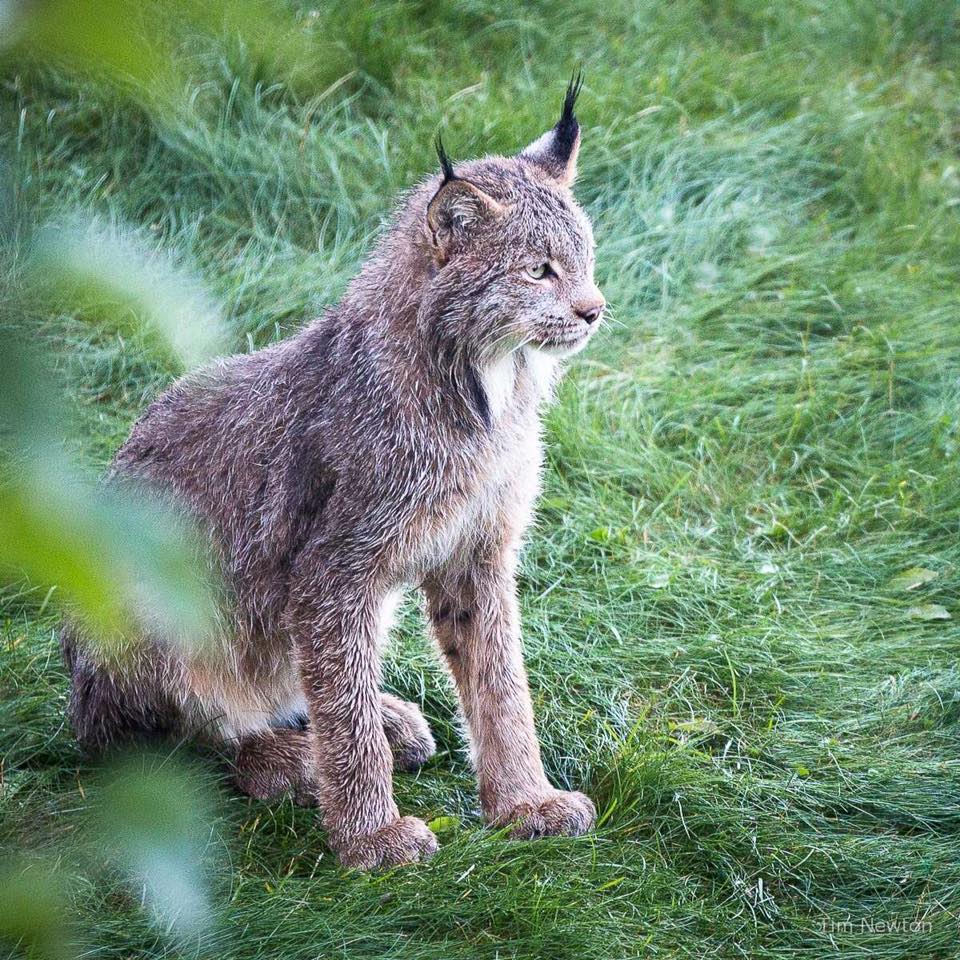 Lynx_9