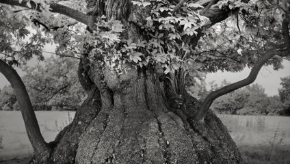 Они старше цивилизаций: 14 лет фотографировала самые древние деревья планеты